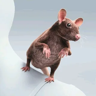 GLADYS RATTUS