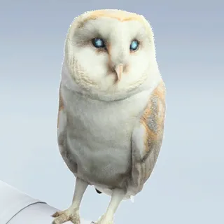 OBSERVER OF ORDER