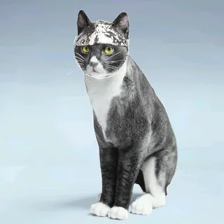 CONSPIRAKITTEN