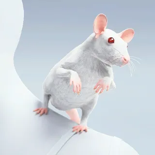 ABSOLU RATTICUS
