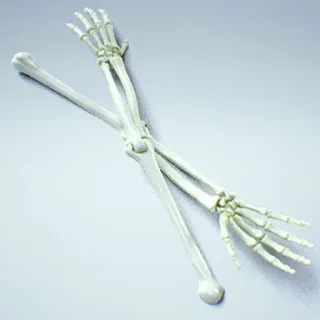 BONE TO PICK