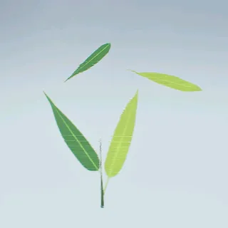 BAMBOO REGENERATION