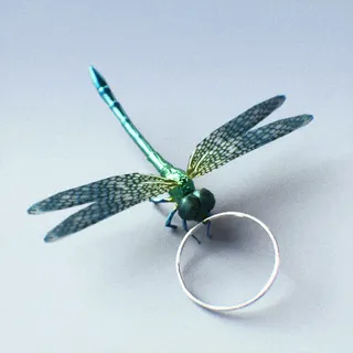 ICHIKAWA'S DRAGONFLY
