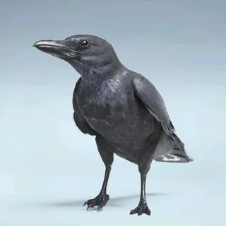 CASH CROW